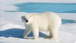 What Sound Does A Polar Bear Make  Animal Sounds Polar Bear Sounds [upl. by Funch]