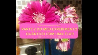 Parte 2 do meu quotExperimentoquot quântico com uma flor Como ela ficou após 2 dias [upl. by Prochoras]