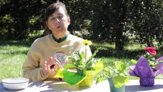 How to Cure Gerbera Daisy Fungus  Gerbera Plant Care [upl. by Esilahs]