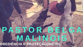 PASTOR BELGA MALINOIS  ADESTRAMENTO DE OBEDIÊNCIA E GUARDA Início [upl. by Gold]