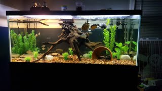 75 Gallon Turtle Community Tank aquarium fishroom fishtank [upl. by Merce]