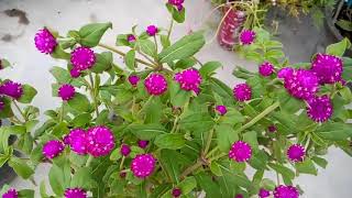 767  Grow and care for Gomphrena Plant Hindi Urdu 10718 [upl. by Pyne]