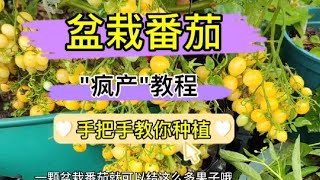 盆栽番茄的种植技术都在这，新手都可以学会，种好了根本吃不完 [upl. by Eoj212]