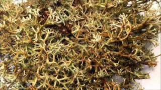 Timelapse of lichen transforming when wet [upl. by Mehitable963]