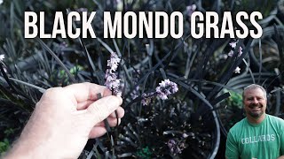 Black Mondo Grass  Ophiopogon planiscapus Nigrescens [upl. by Eibrad770]