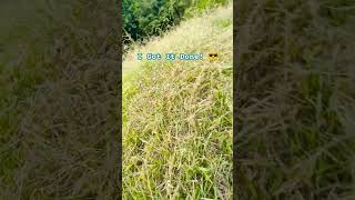 CUT GRASS with a STRING TRIMMER shorts landscaping diy [upl. by Ytsirt]