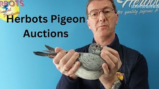 Top Quality Breeder Racing Pigeon For Sale In Herbots Pigeons Auction [upl. by Nwadrebma]