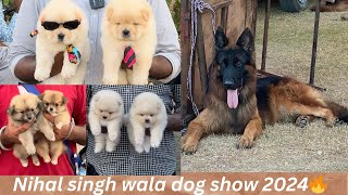 Dog Show in Nihal Singh Wala Punjab 20242025🔥🐶Cheapest Dog Market in Punjab 🐕‼️DHANOA KENNEL ❤️ [upl. by Llerrehs669]