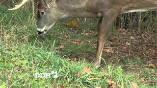 quot2010 Rut Predictionsquot  Deer amp Deer Hunting TV Season 6 Episode 6 [upl. by Nhguaved251]