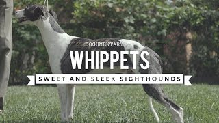 ALL ABOUT WHIPPETS SWEET AND SLEEK SIGHTHOUND [upl. by Ailecra]