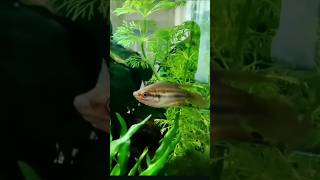 இதுதான் Croaking 🔊 gourami gourami croakinggourami shorts youtubeshorts ytshorts trendingshort [upl. by Giacamo937]