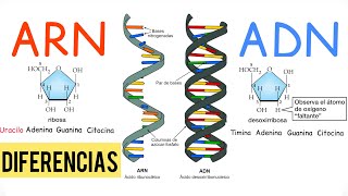 ADN y ARN DIFERENCIAS BiologíayEcología [upl. by Imorej896]