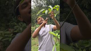 Mango tree pruning in India  mangotreepruning farming indiannurserytips [upl. by Brandea786]