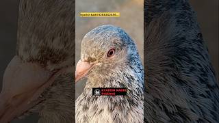 Original import bloodline golden kabootar pigeon pigeorn bird kabootar pigean birdspecies [upl. by Isnam]