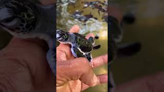 travel srilanka baby hatchery sea turtles beach friends nature [upl. by Rovelli]