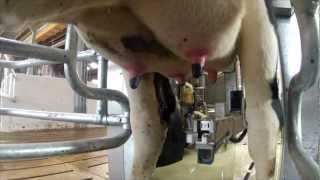 MRS1 Milking Robot English [upl. by Yenalem642]