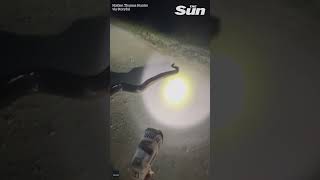 MASSIVE record breaking Burmese Python caught in Florida shorts 🐍 [upl. by Adiela]