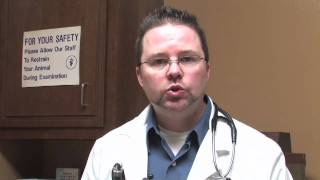 Canine Diseases amp Treatment  What Are Symptoms of Dog Flu [upl. by Casar305]