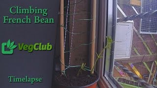 Climbing French Beans  Time lapse  HD [upl. by Akemeuwkuhc]