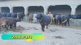 Part2Famous Dairy farm in Punjab Faisalabad Pakistan  Ch Rafeeq Dairy farm [upl. by Akerdnuhs]