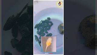 🥰First Time in  Tamil Pleco Fish🐡🦈Breeding Setup [upl. by Notwal]