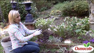 How to Separate amp Replant Astilbes in Deep Shade [upl. by Brawner676]