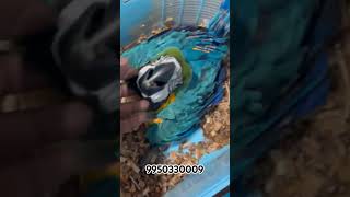 Macaw Parrot Price In India trending trendingshorts shortfeed Macaw macawbird macawparrot [upl. by Anelem]