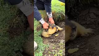 Small Animal Stronger Than Humans shortsvideo [upl. by Bilow]