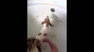 How to give a Jack Russell a bath [upl. by Rramal857]