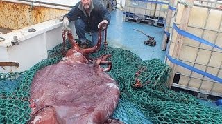 Scientists examine preserved giant squid [upl. by Anirbaz]