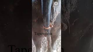 Tapeworm  Moniezia  Taenia  Ribbon Worm  फीता कृमि  Treatment [upl. by Iphigenia]