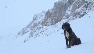 Documental Leopardo de las nieves [upl. by Zumwalt47]