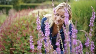 Lythrum Salicaria  Best Late Summer Plants for Your Garden [upl. by Acirrehs284]