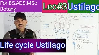 life cycle of ustilago2 [upl. by Jacqueline]