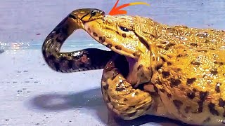 Wow Asian Bullfrog Tries Eats To Big Snake Warning Live Feeding [upl. by Martinelli54]