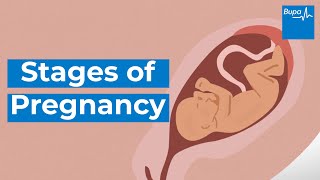 How your baby develops  Stages of pregnancy  Bupa Health [upl. by Ardnad623]