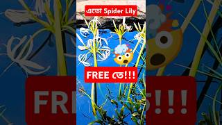 এতো Spider Lily Free তে🤯 Spiderlily Planthunt freebudgetgardeninglilybulblilyasiacticlily [upl. by Cote]