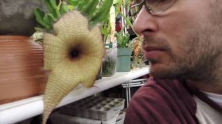 Stapelia gigantea Flower [upl. by Asseralc]