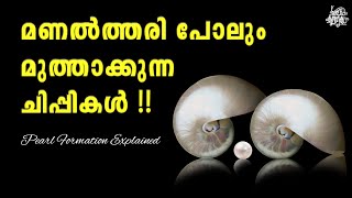 How Pearls Are Formed Explanation  Pearl Culture  Types Of Pearls  Pearl Oysters  Malayalam [upl. by Artemis]