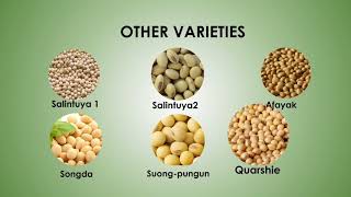 AGRONOMY OF SOYBEAN [upl. by Yeltihw]