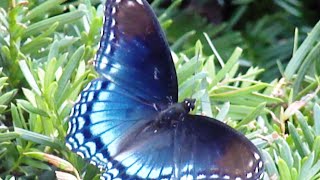 Red Spotted Purple Butterfly [upl. by Freberg]