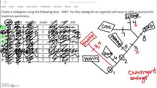 49 AP17 Cladogram from HW explained [upl. by Alten]