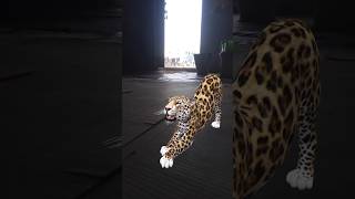 Chita Bagh short🐆🐆🐆🐆🐆 video [upl. by Naired292]