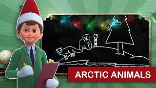 Arctic Animals  Scout Elf School [upl. by Notserk901]