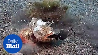 Scorpionfish amazingly fast hunt  Daily Mail [upl. by Yelrahs496]