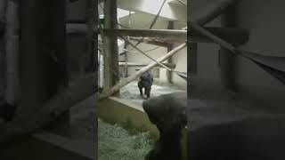 Silverback gorilla breaks up fight [upl. by Bortz]