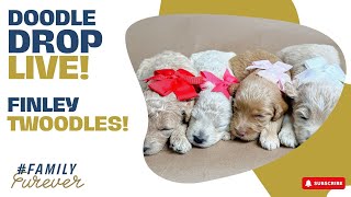 Twoodle Spotlight Finley Pups  Doodle Drop LIVE [upl. by Newob]