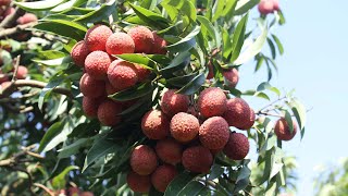 Lục Ngạn Lychee A Geographical Indication Protects a Sweet Treat [upl. by Aicyle]