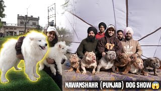 American Bully Worth Lakhs in Nawanshehr Dog Show Punjab India😱 [upl. by Lu510]