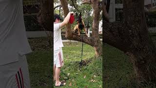 Belgian Malinois Jumping and Climbing Trees shorts [upl. by Chaves]